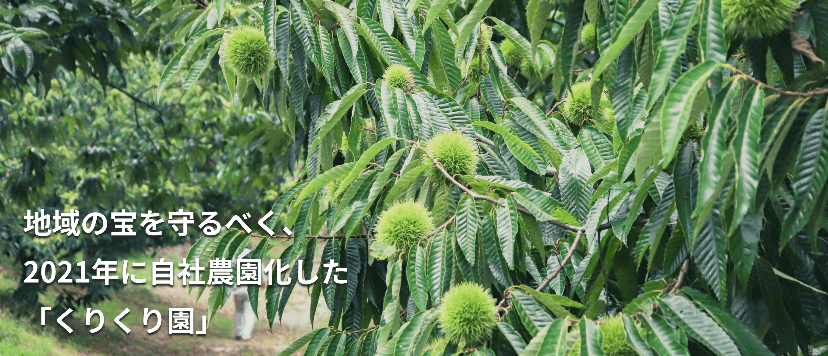 栗の木