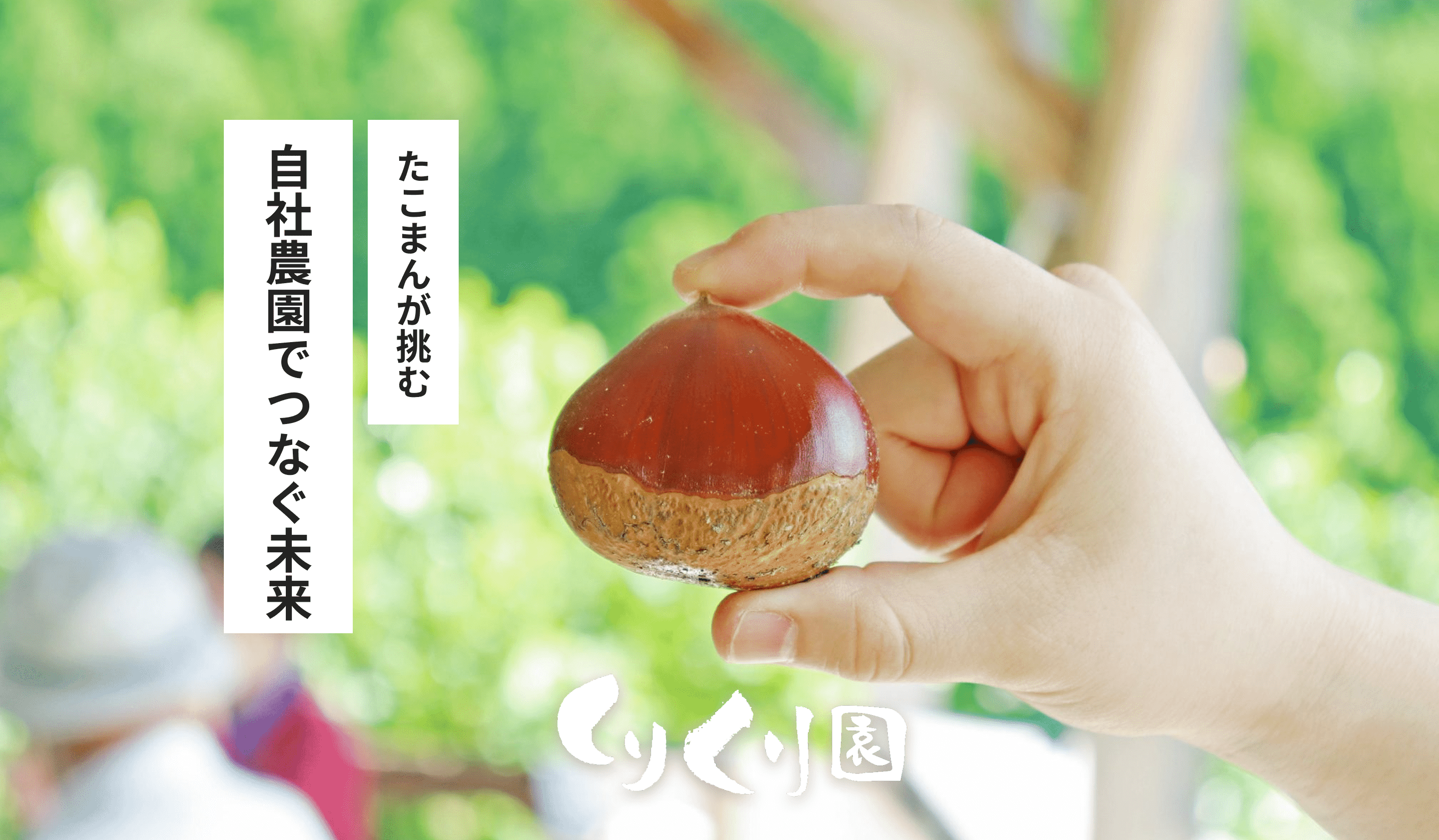 栗の収穫シーン